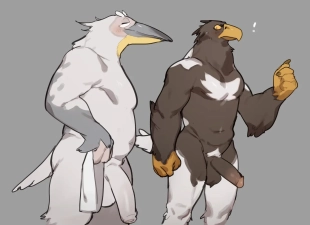 hentai Pelican and White-tailed Eagle